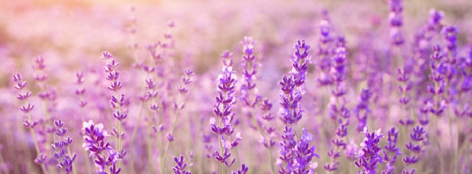 Lavendel beruhigt